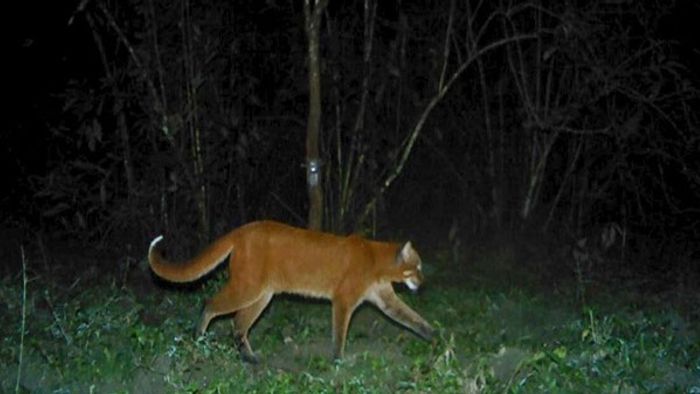 Rare Asiatic golden cat spotted in Assam's Manas after a decade gap