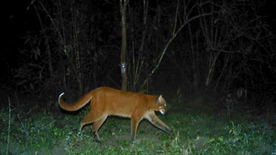 Rare Asiatic golden cat spotted in Assam's Manas after a decade gap Rare Asiatic golden cat spotted in Assam's Manas after a decade gap