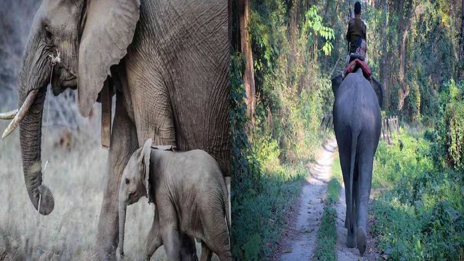 Assam: Frontline forest personnel trained in Kaziranga for elephant population estimation Assam: Frontline forest personnel trained in Kaziranga for elephant population estimation