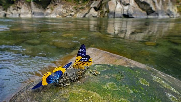 Arunachal: Namdapha National Park hosts 7th Butterfly Meet and Nature Camp