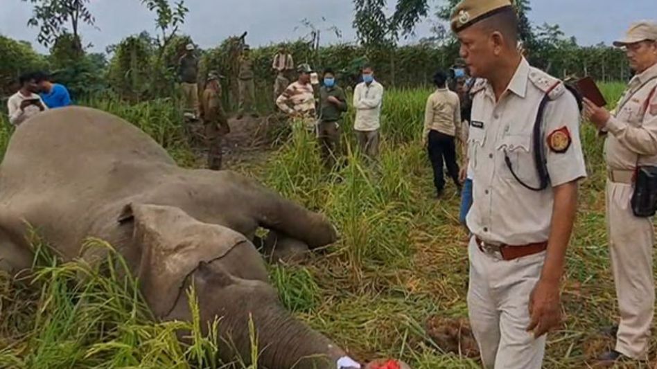 Wild elephant found dead in paddy field in Assam's Biswanath, cause of death uncertain Wild elephant found dead in paddy field in Assam's Biswanath, cause of death uncertain