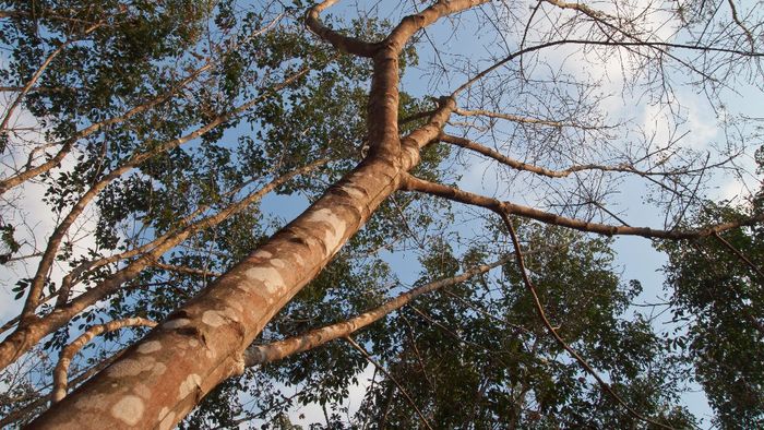 Tripura government announces plan to extend 'Rubber Mission' for another five years (Representative image)