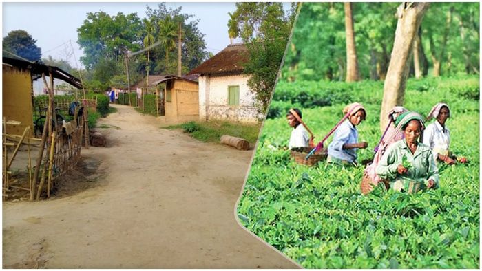Assam government implements strict measures against illegal housing on tea garden land