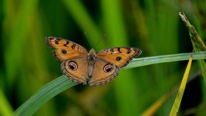 Arunachal district hosts successful butterfly, birding and biodiversity meet