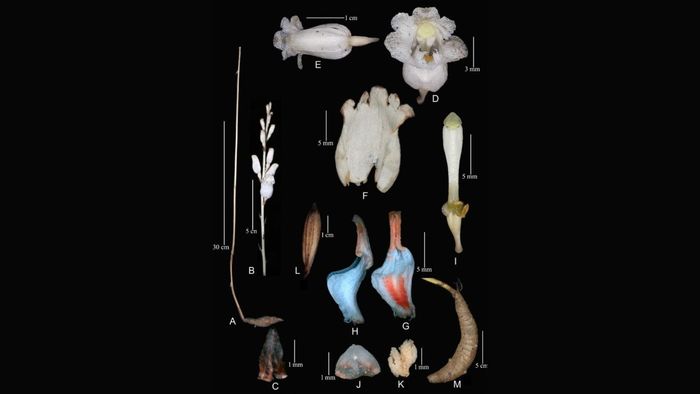 Arunachal: New orchid species discovered in Lohit district