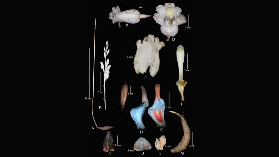 New orchid species discovered in Arunachal Pradesh’s Lohit district New orchid species discovered in Arunachal Pradesh’s Lohit district