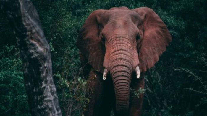 Vantara to welcome three African elephants from Tunisia for a new life of care and compassion
