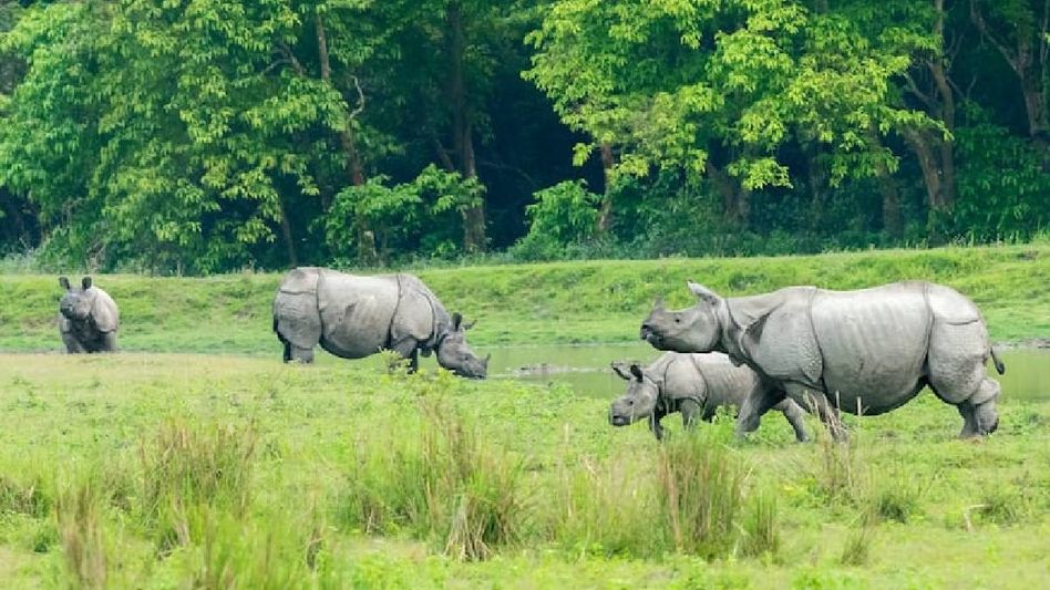 Assam: Kaziranga earns Rs 65 lakh in first month of tourist season this year Assam: Kaziranga earns Rs 65 lakh in first month of tourist season this year