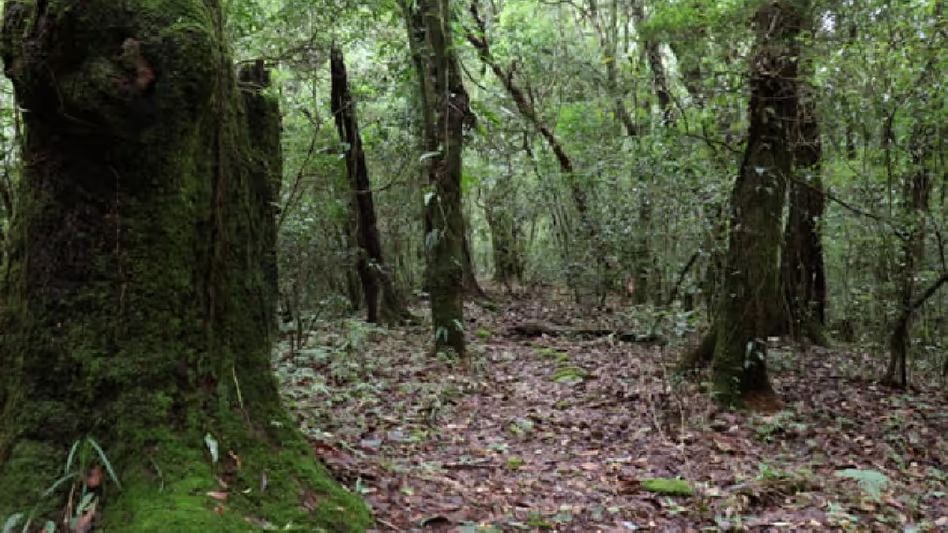 Meghalaya pressure group opposes forest land transfer for industrial development Meghalaya pressure group opposes forest land transfer for industrial development