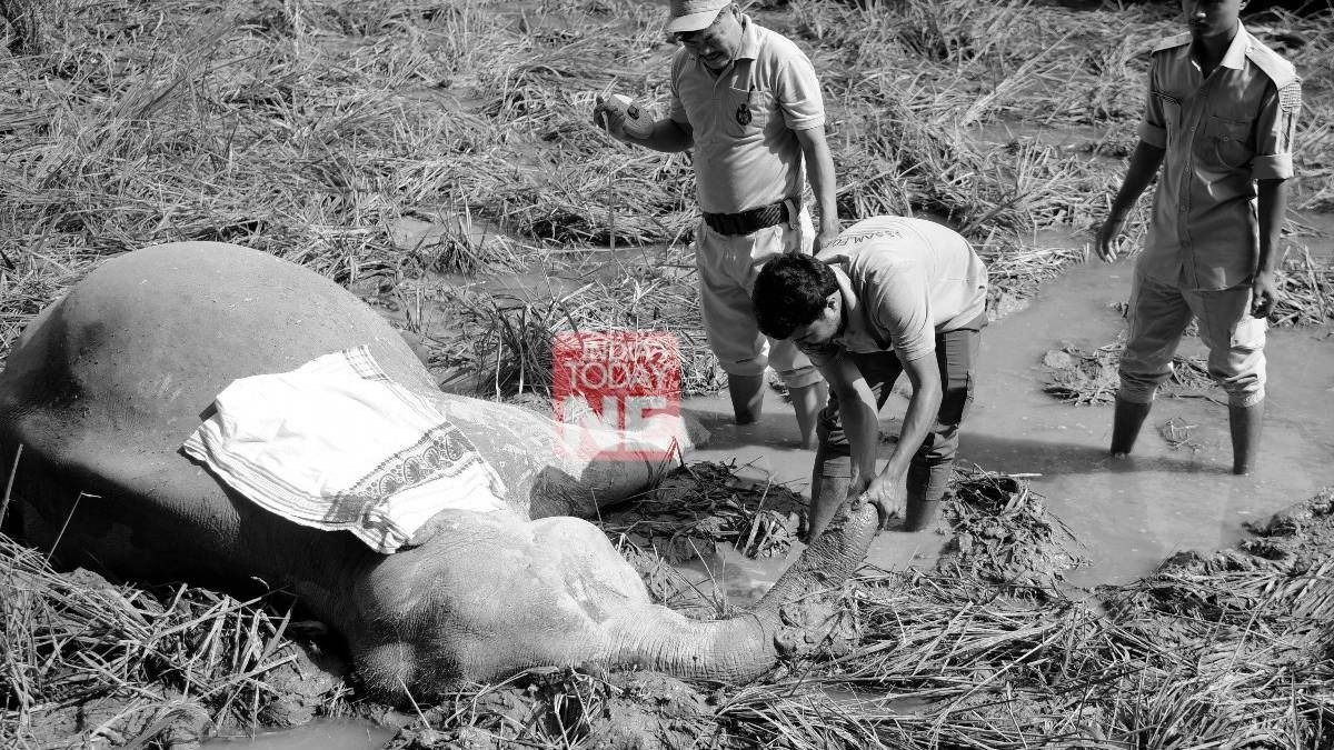 Assam: Carcasses of two wild elephants recovered in West Kamrup