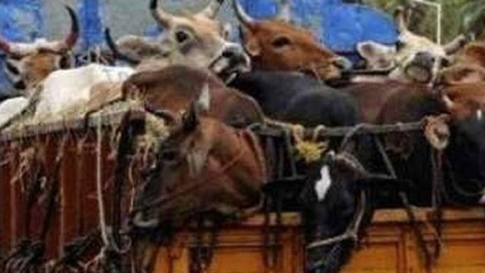 Guwahati police busts cattle smuggling racket, 7 arrested Guwahati police busts cattle smuggling racket, 7 arrested