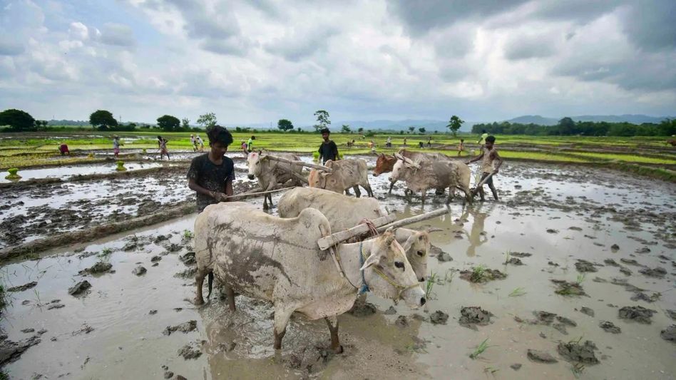 Assam's PM-KISAN scheme marred by major fraud, Rs 567 crore lost to fake beneficiaries Assam's PM-KISAN scheme marred by major fraud, Rs 567 crore lost to fake beneficiaries