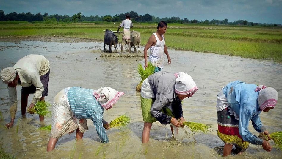 Assam's Barpeta district emerges as epicenter for PM-KISAN fraud Assam's Barpeta district emerges as epicenter for PM-KISAN fraud