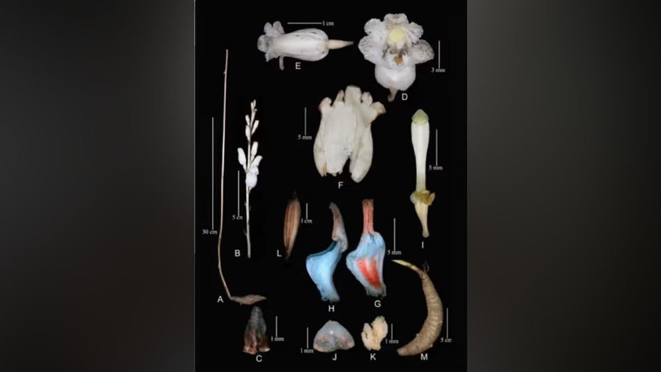 Arunachal CM hails discovery of new Mycotrophic Orchid species named after Lohit district Arunachal CM hails discovery of new Mycotrophic Orchid species named after Lohit district