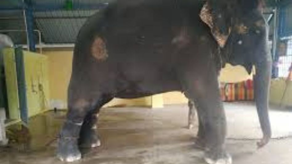 Assam elephant 'mistreated again' in Tamil Nadu temple, People for Cattle India demands action Assam elephant 'mistreated again' in Tamil Nadu temple, People for Cattle India demands action