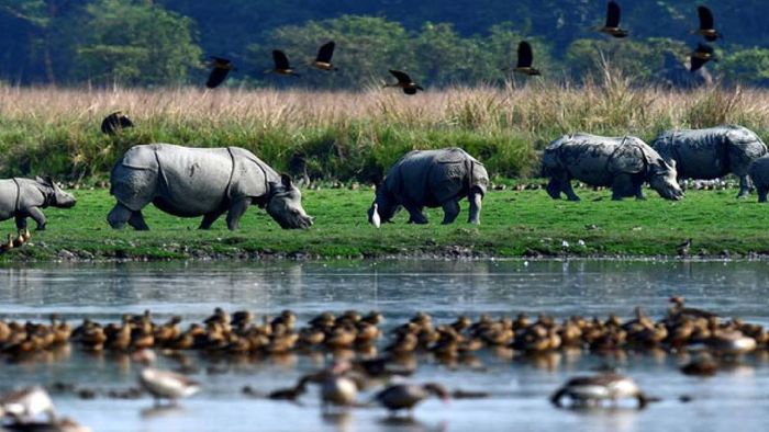 Assam: Joint NGT Committee flags unregulated industrial activities within Pobitora Wildlife Sanctuary eco-sensitive zone