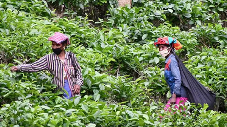 Assam announces Rs 15,000 aid for pregnant women and newborns in tea gardens Assam announces Rs 15,000 aid for pregnant women and newborns in tea gardens