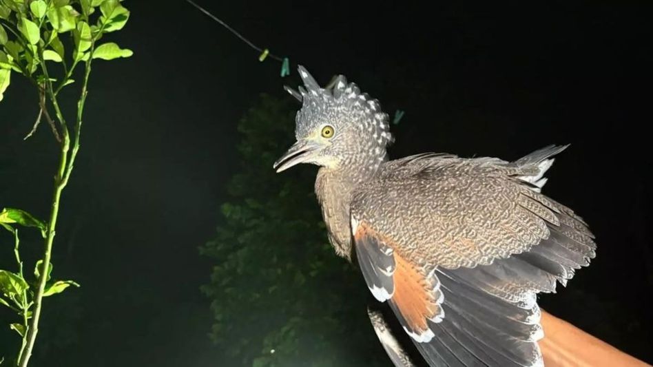 Assam: Jatinga Hills welcomes rare 'Tiger Bittern' after nine years Assam: Jatinga Hills welcomes rare 'Tiger Bittern' after nine years