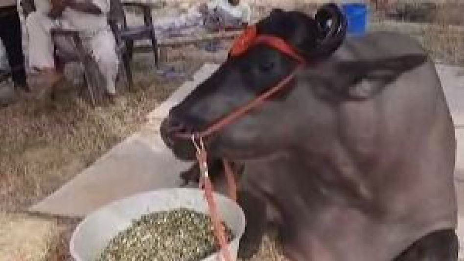Meet India's costliest buffalo Anmol that is worth two Rolls-Royce cars, eats dry fruits worth Rs 1500 daily Meet India's costliest buffalo Anmol that is worth two Rolls-Royce cars, eats dry fruits worth Rs 1500 daily