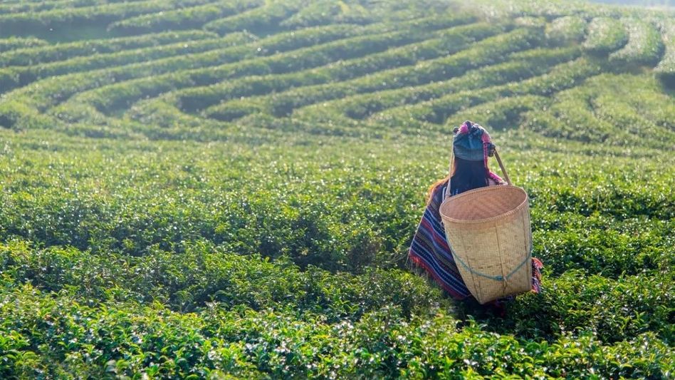 Supreme Court orders Assam Tea Corporation to list assets amid financial woes Supreme Court orders Assam Tea Corporation to list assets amid financial woes