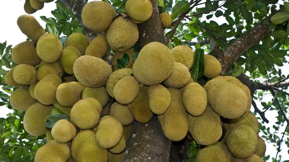 Tripura government mulls producing wine from jackfruit Tripura government mulls producing wine from jackfruit