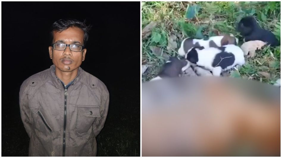 Assam man arrested for killing dog, mother of 5 pups, in Nagaon Assam man arrested for killing dog, mother of 5 pups, in Nagaon