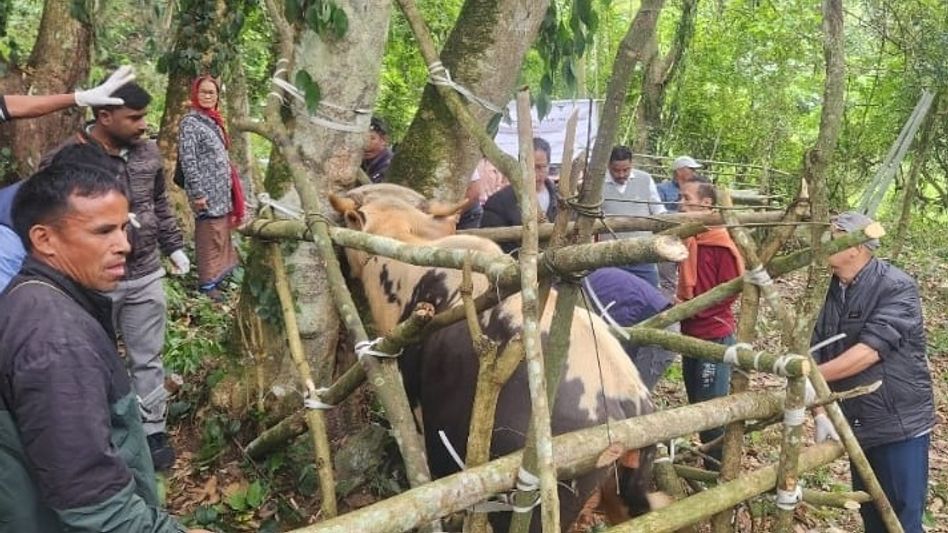 Arunachal: Animal health-awareness camp on scientific Mithun rearing held Arunachal: Animal health-awareness camp on scientific Mithun rearing held