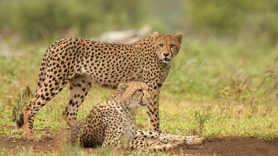 Female cheetah at Kuno National Park gives birth, marking milestone for Project Cheetah Female cheetah at Kuno National Park gives birth, marking milestone for Project Cheetah
