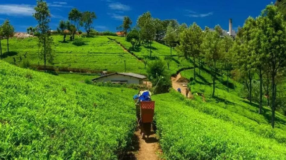 Centre to allocate financial aid for promoting organic and natural farming in Sikkim Centre to allocate financial aid for promoting organic and natural farming in Sikkim