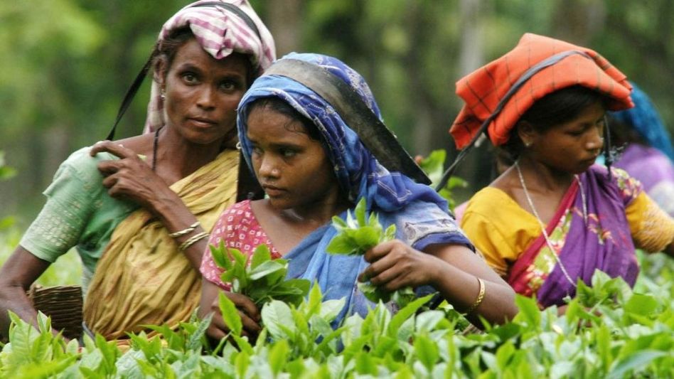 Jharkhand CM forms panel to assess condition of tea tribes in Assam Jharkhand CM forms panel to assess condition of tea tribes in Assam
