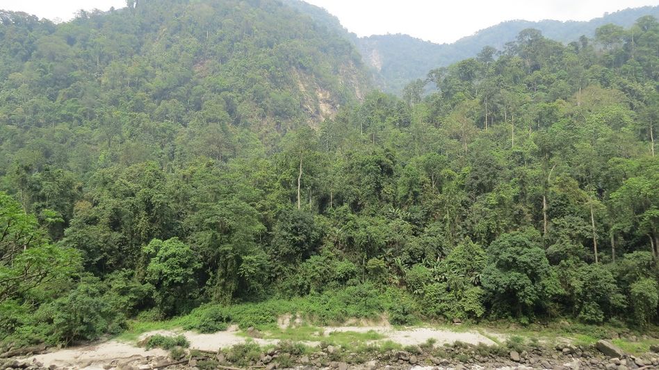 Arunachal's Poma wildlife range warns of tiger/leopard presence in Jote Arunachal's Poma wildlife range warns of tiger/leopard presence in Jote