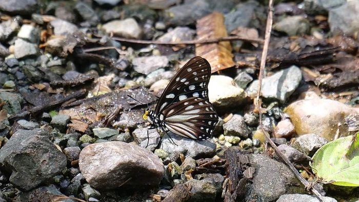 Arunachal: Siang Butterfly Watching 2024 records 96 species, promotes eco-tourism
