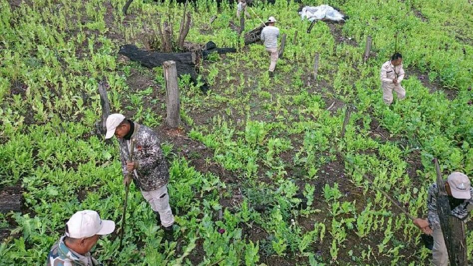 Manipur: 8.6 acres of illicit poppy fields destroyed in Senapati district Manipur: 8.6 acres of illicit poppy fields destroyed in Senapati district