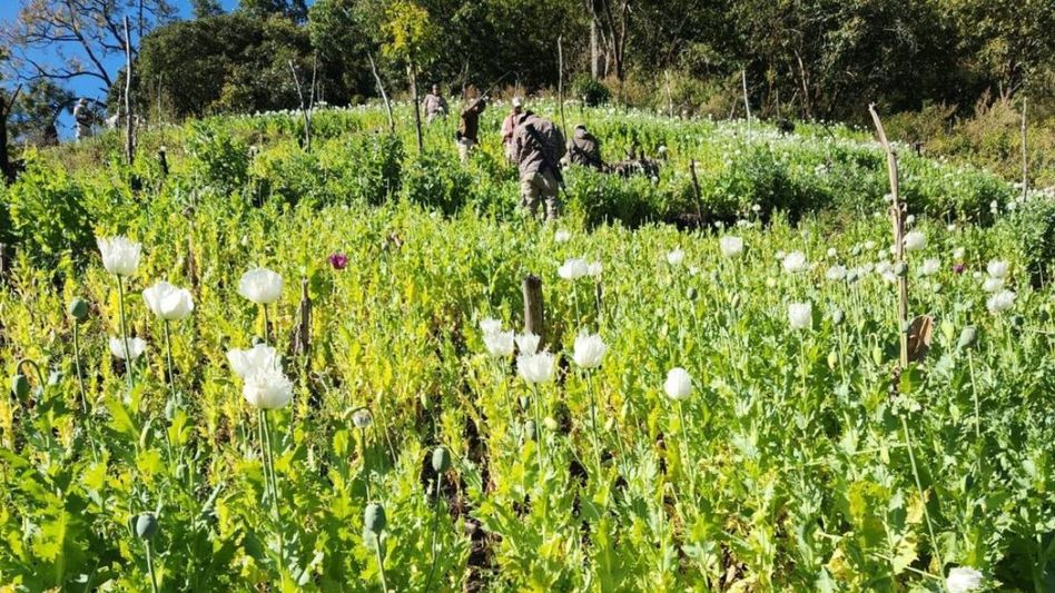 Manipur authorities destroy 55 acres of poppy plantations in Ukhrul, 5 makeshift huts destroyed Manipur authorities destroy 55 acres of poppy plantations in Ukhrul, 5 makeshift huts destroyed