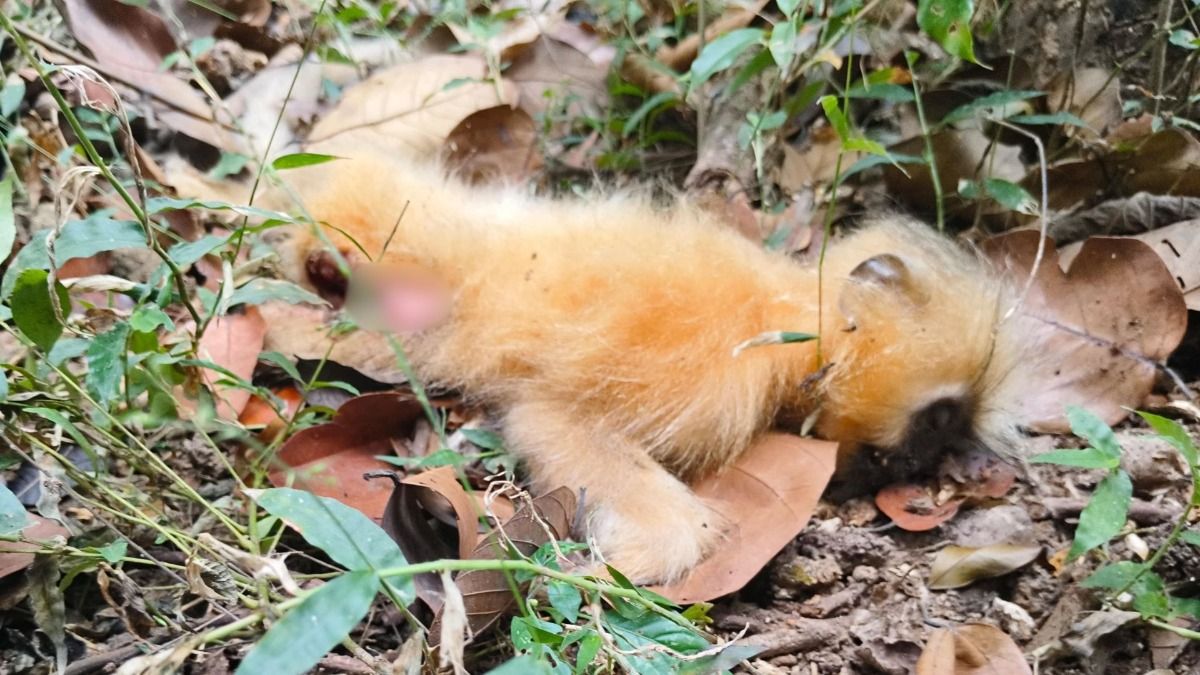 Assam: Golden langur electrocuted in Kokrajhar, sparks concern over wildlife safety