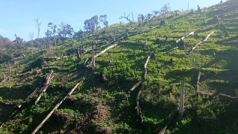 Manipur: Joint operation dismantles 110 acres of illegal poppy plantation in Ukhrul Manipur: Joint operation dismantles 110 acres of illegal poppy plantation in Ukhrul