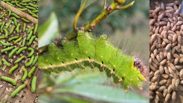 Climate change threatens Assam's golden silk, government farm offers hope