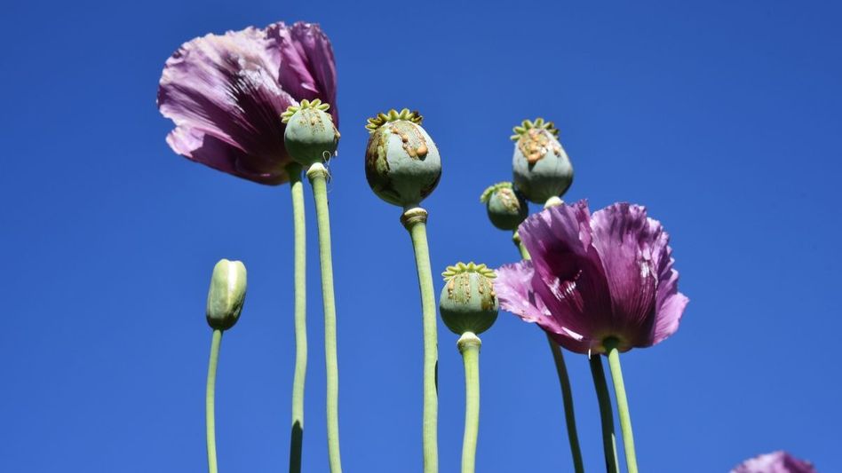 Myanmar remains world’s leading source of opium and heroin: UN report Myanmar remains world’s leading source of opium and heroin: UN report