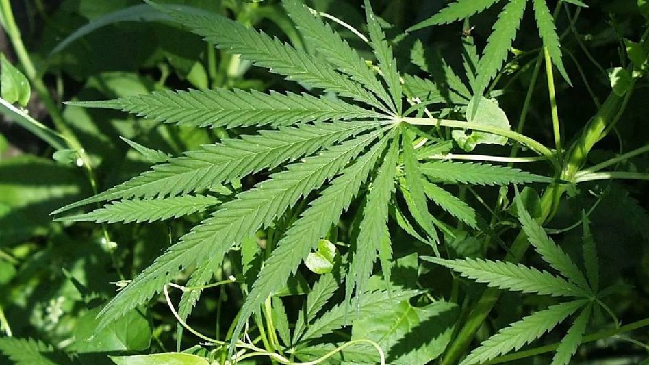 Assam: Man sets friend on fire after dispute over cannabis in Rangapara Assam: Man sets friend on fire after dispute over cannabis in Rangapara