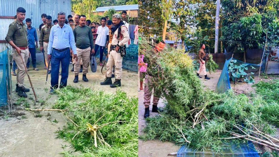 Manipur police destroy massive cache of narcotics in Imphal West Manipur police destroy massive cache of narcotics in Imphal West