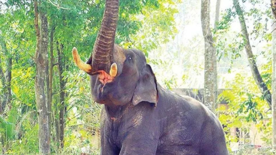 Arunachal man critically injured after being attacked by wild elephant Arunachal man critically injured after being attacked by wild elephant