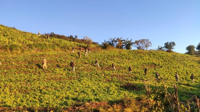 Manipur police destroy 70 acres of illegal poppy cultivation in Ukhrul district