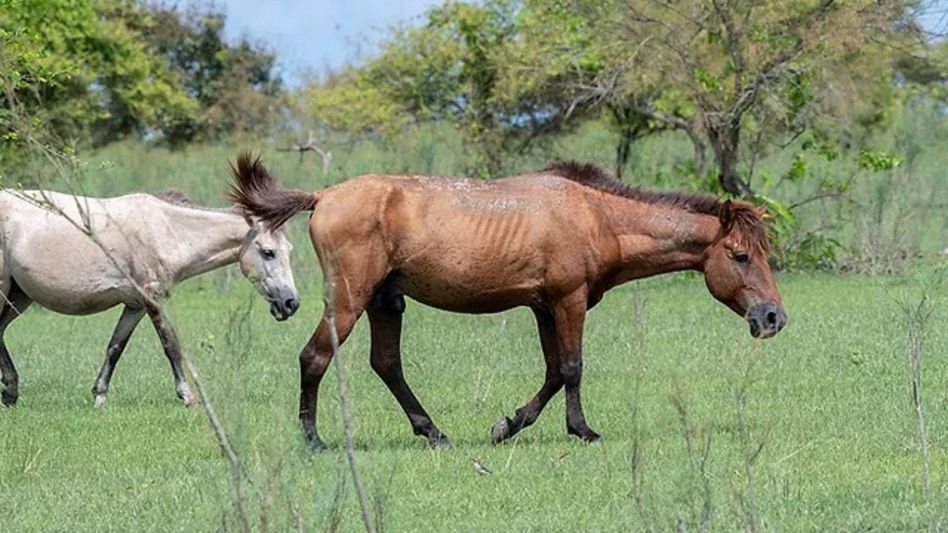 Assam: NGT demands action for endangered feral horses in Dibru-Saikhowa National Park Assam: NGT demands action for endangered feral horses in Dibru-Saikhowa National Park