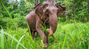 Assam: New research finds evidence of prosocial behaviour in wild Asian elephants Assam: New research finds evidence of prosocial behaviour in wild Asian elephants