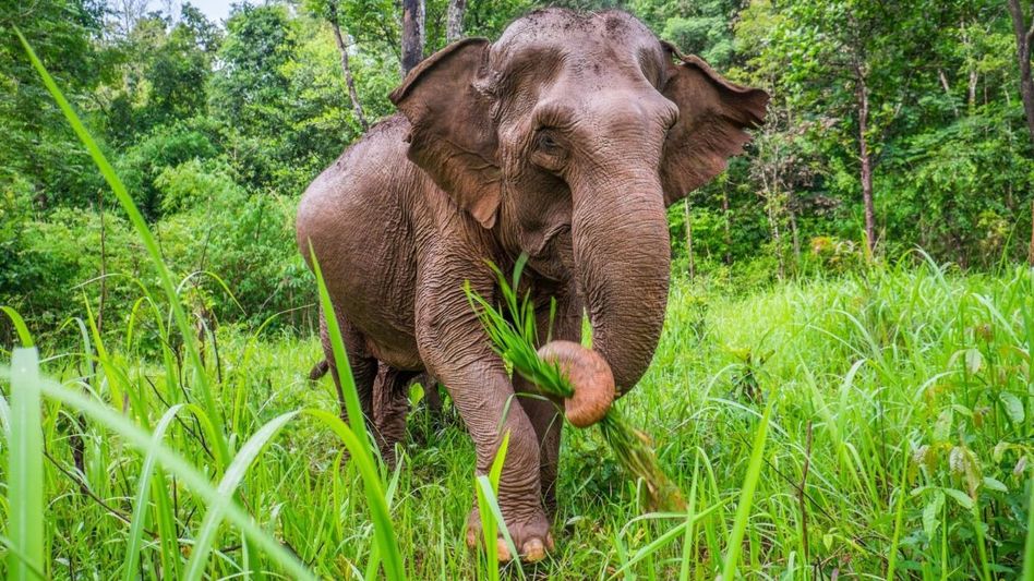 Assam: New research finds evidence of prosocial behaviour in wild Asian elephants Assam: New research finds evidence of prosocial behaviour in wild Asian elephants