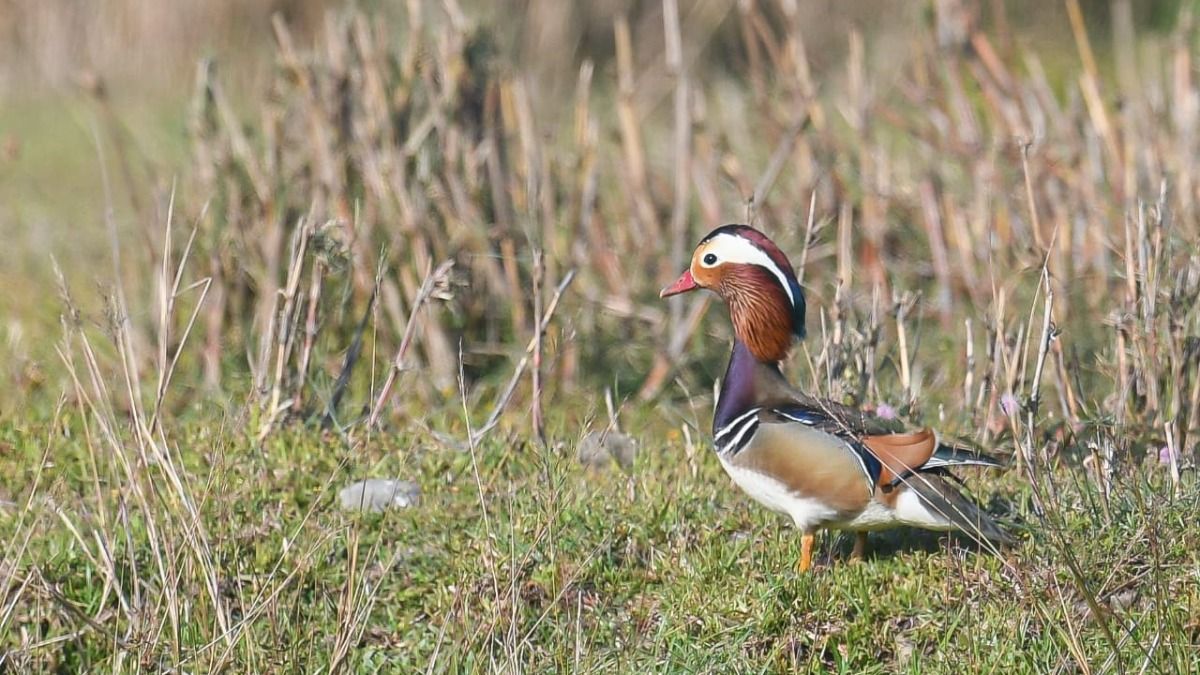 Assam: Rare Mandarin Duck spotted for the first time near Manas National Park Assam: Rare Mandarin Duck spotted for the first time near Manas National Park