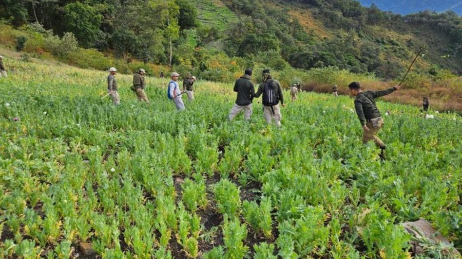 Manipur: 63 acres of illegal poppy cultivation destroyed in Kangpokpi Manipur: 63 acres of illegal poppy cultivation destroyed in Kangpokpi
