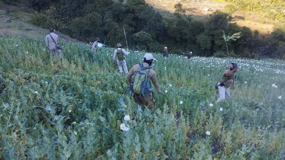 Manipur intensifies war on drugs: 22 acres of poppy plantations destroyed in Kangpokpi Manipur intensifies war on drugs: 22 acres of poppy plantations destroyed in Kangpokpi