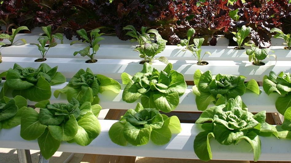 Tripura adopting hydroponic farming technology, focus on larger setups Tripura adopting hydroponic farming technology, focus on larger setups
