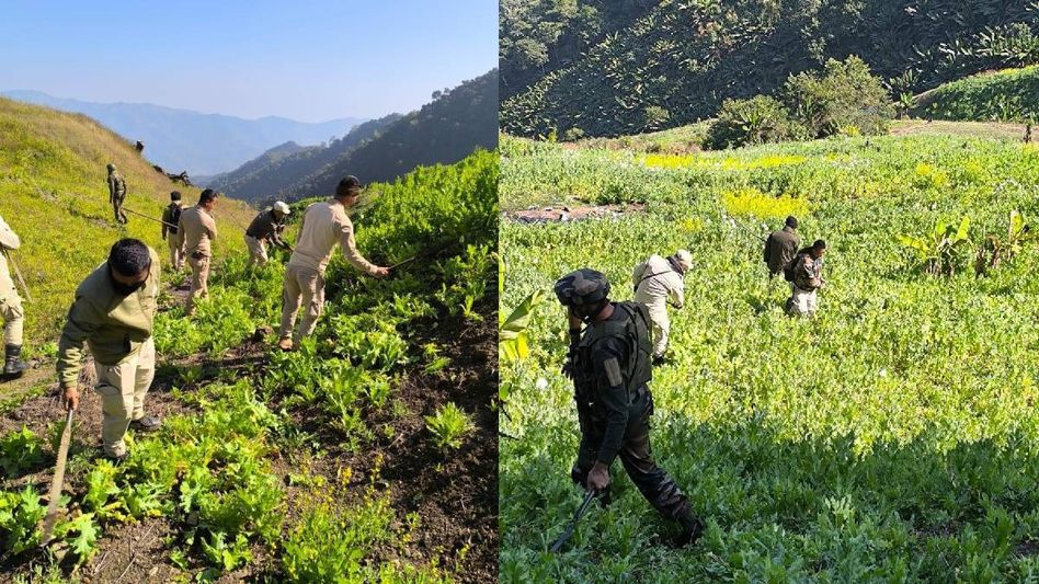 Manipur: Security forces destroy 7 acres of illicit poppy cultivation in Churachandpur Manipur: Security forces destroy 7 acres of illicit poppy cultivation in Churachandpur